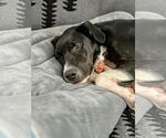 Small #5 Labrador Retriever Mix
