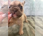 Small #6 French Bulldog