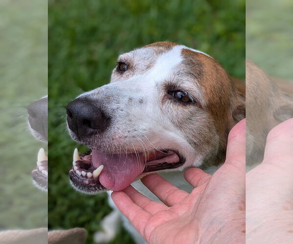 Medium Photo #4 Beagle-Unknown Mix Puppy For Sale in Dunnellon, FL, USA