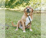 Small #2 Basset Hound-Redbone Coonhound Mix