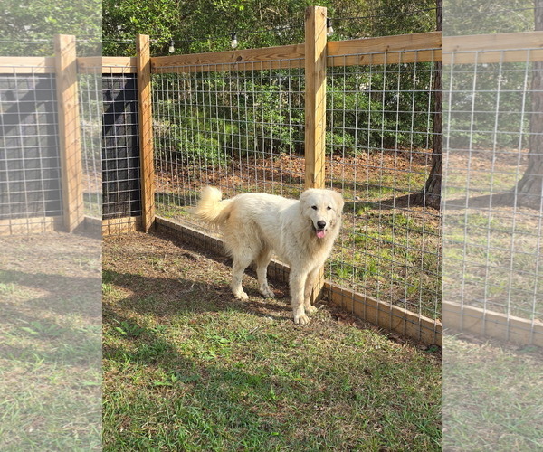 Medium Photo #4 Great Pyrenees Puppy For Sale in Bend, OR, USA