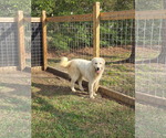 Small #3 Great Pyrenees