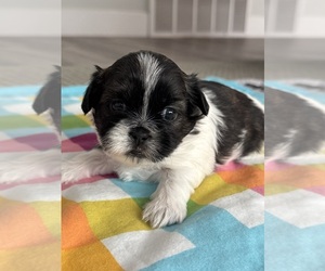 Shih Tzu Puppy for sale in PRESTON, ID, USA