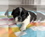 Image preview for Ad Listing. Nickname: Annie