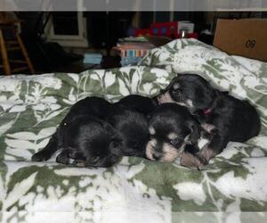 Schnauzer (Miniature) Puppy for Sale in BAKERSFIELD, California USA