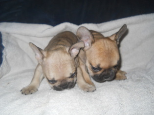 French Bulldog Puppy for sale in BELWOOD, NC, USA