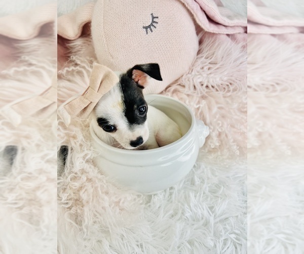 Medium Photo #18 Chihuahua Puppy For Sale in TAMPA, FL, USA
