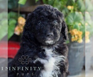 Bernedoodle (Miniature) Puppy for sale in EAST EARL, PA, USA
