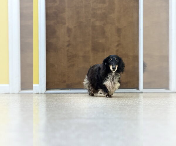 Medium Photo #3 Dachshund Puppy For Sale in York, SC, USA