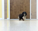 Small #2 Dachshund
