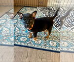 Small #4 German Shepherd Dog