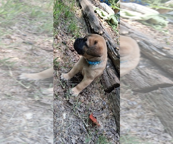 Medium Photo #7 Bullmastiff Puppy For Sale in CAMDEN, TN, USA