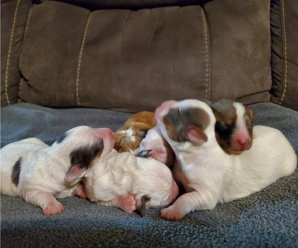 Medium Photo #7 Bernedoodle (Miniature) Puppy For Sale in LEETONIA, OH, USA