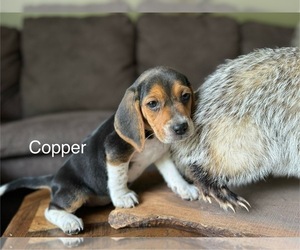 Beagle Puppy for sale in FORDLAND, MO, USA