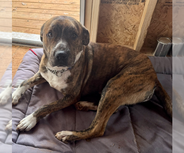 Medium Photo #1 Boxer-Unknown Mix Puppy For Sale in Decatur, GA, USA