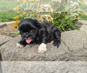 Shih Tzu Puppy for sale in GOSHEN, IN, USA