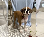 Small Photo #2 Boxer Puppy For Sale in DELTONA, FL, USA
