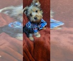 Small #18 Yorkshire Terrier