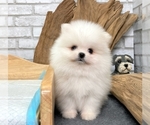 Small Photo #8 Pomeranian Puppy For Sale in SAN FRANCISCO, CA, USA