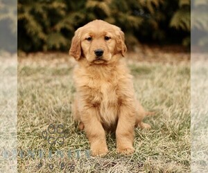 Golden Retriever Puppy for sale in GORDONVILLE, PA, USA