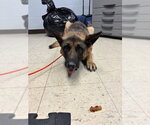 Small German Shepherd Dog