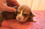 Small Photo #27 Basset Hound Puppy For Sale in PETERSBURG, IN, USA