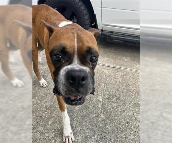 Medium Photo #1 Boxer Puppy For Sale in Houston, TX, USA
