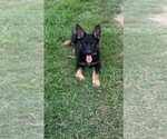 Puppy Sue German Shepherd Dog