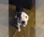 Small #10 Mutt
