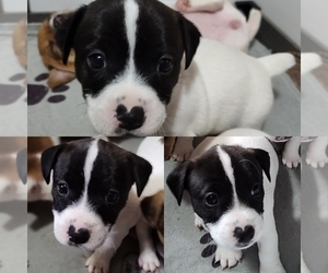 Jack Russell Terrier Puppy for sale in JASPER, FL, USA