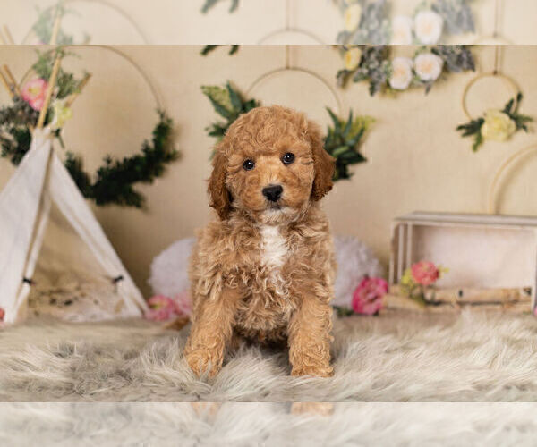 Medium Photo #3 Goldendoodle-Poodle (Miniature) Mix Puppy For Sale in WARSAW, IN, USA