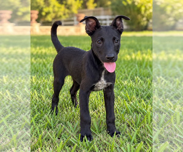 Medium Photo #1 Labrador Retriever-Unknown Mix Puppy For Sale in The Woodlands, TX, USA
