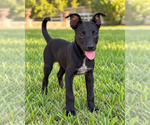 Miniature - Male Labrador Retriever-Unknown Mix Dog for Adoption - Small photo