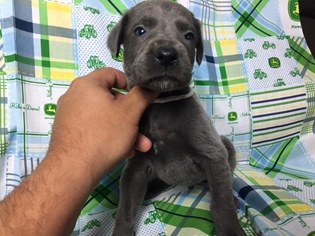 Great Dane Puppy for sale in NORCO, CA, USA