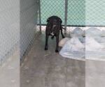 Small #2 American Pit Bull Terrier-Labrador Retriever Mix