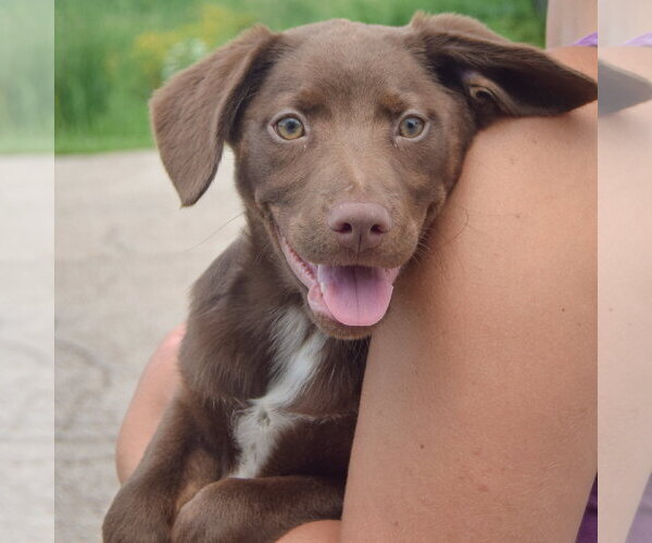 Medium Photo #3 Australian Shepherd-Unknown Mix Puppy For Sale in Huntley, IL, USA