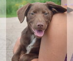 Small #2 Australian Shepherd Mix