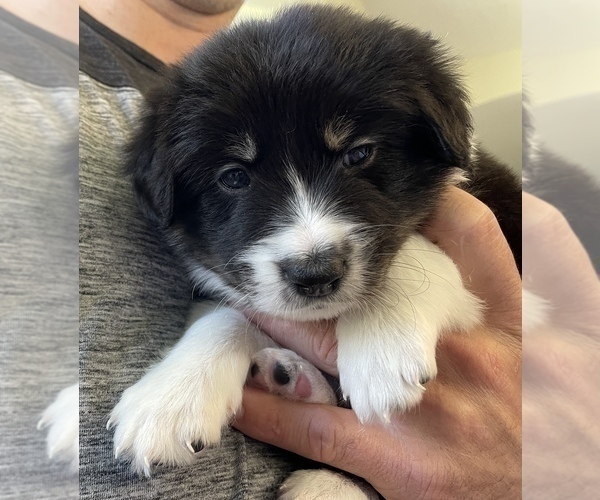 Medium Photo #2 Border Collie Puppy For Sale in JACKSONVILLE, NC, USA