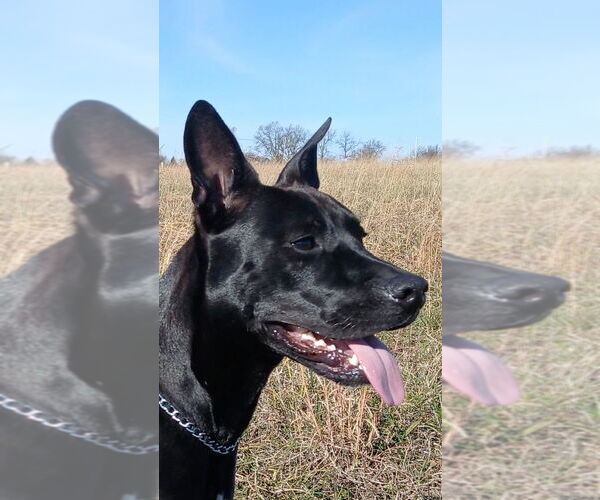 Medium Photo #2 American Pit Bull Terrier-Unknown Mix Puppy For Sale in Bolivar, MO, USA