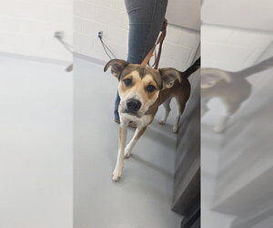 Black Mouth Cur Dogs for adoption in Ocala, FL, USA