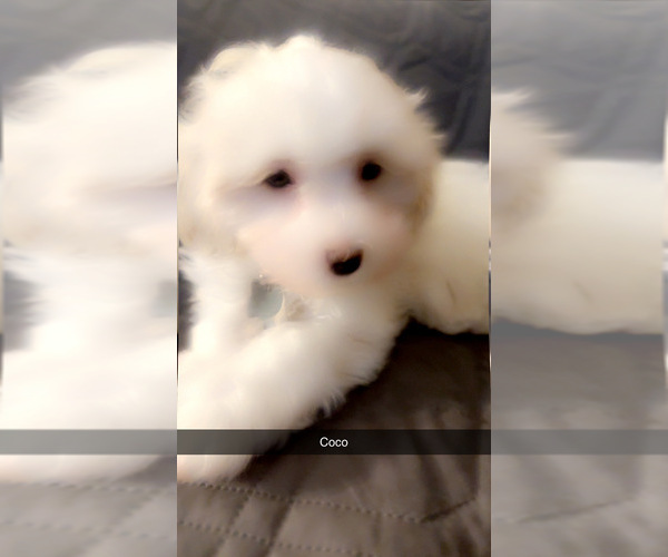 Medium Photo #5 Maltipoo (Miniature) Puppy For Sale in HIGH POINT, NC, USA