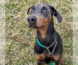 Mother of the Doberman Pinscher puppies born on 05/23/2026