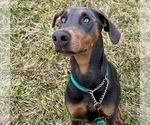 Small Photo #1 Doberman Pinscher Puppy For Sale in MCHENRY, IL, USA