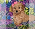 Small Photo #1 Goldendoodle Puppy For Sale in QUARRYVILLE, PA, USA