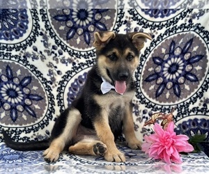 German Shepherd Dog Puppy for sale in LANCASTER, PA, USA