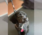 Small #2 Maltipoo