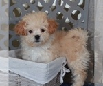 Small #1 Poochon