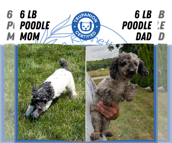 Medium Photo #7 Poodle (Toy) Puppy For Sale in GOSHEN, IN, USA