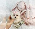 Small Morkie