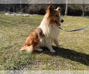 Father of the Shetland Sheepdog puppies born on 08/03/2026